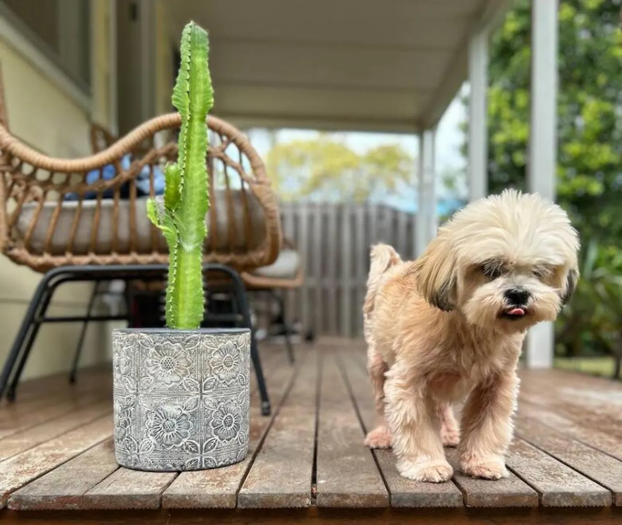 Sunnyboy At Fingal Head, Pet Friendly Villa
